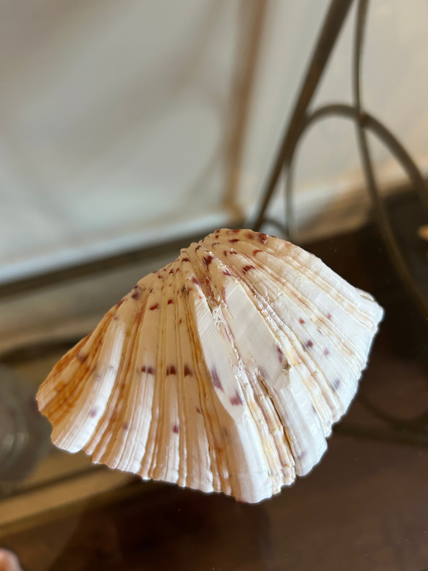 Angel Strawberry Clam Shell